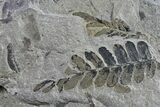 Pennsylvanian Fossil Flora Plate - Kentucky #154660-1